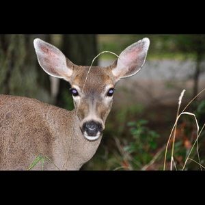 Meet your Posher, Eva